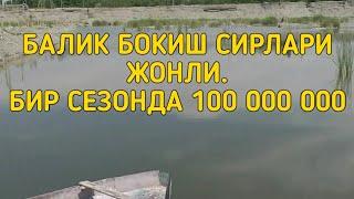 Балик бокиш сирлари жонли