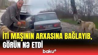 Şamaxıda itə qarşı amansız davranış | Araşdırma aparılır