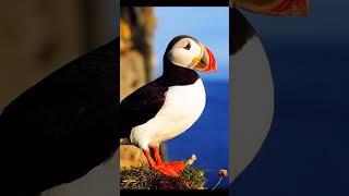 2023 Puffin V's 5000 bce #puffin #viral #animal #youtubeshorts #foryou #trending #trend #video