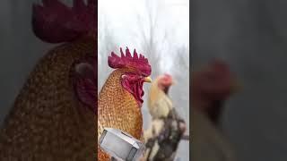 Chicken avengers are finally real shout out to @Siboom12