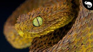 Colubroides, The Most Successful Snakes!