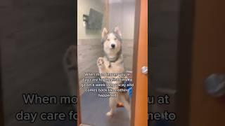 Funny husky #funnyvideo #pets