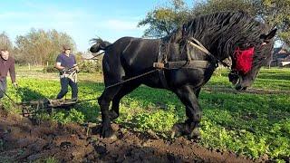 PERCHERON ФАРАОН спогади про нелегку працю