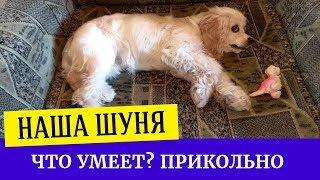 Американский кокер спаниель. Что умеет делать щенок спаниеля в 6 месяцев