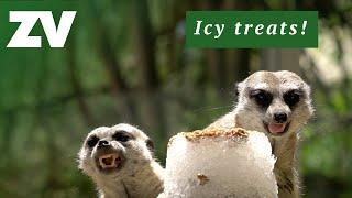 Icy treats for Meerkats and Serval