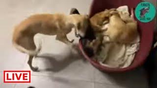 The party animals And the boss is Nala  - Takis Shelter