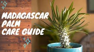 Madagascar Palm - Complete Succulent Plant Care Guide  (For Beginners)