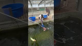 Japan fish  #aquascape #fishkeeping #koicare