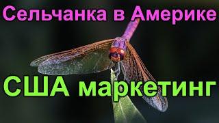 Сельчанка в Америке.США маркетинговый ход сельчан