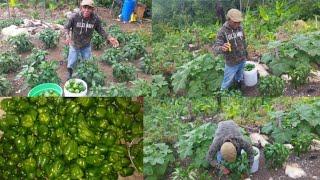 Reaping the first set of sweet peppers