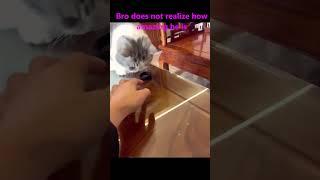 TT40 Bro doesn't realize how amazing he is #cat #reflexes