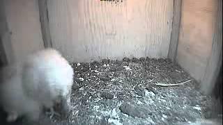 Owlet #2 eats a substantial meal - The Barn Owl Trust