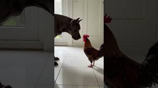 Great Dane Shows Rooster Who's Boss in the House!