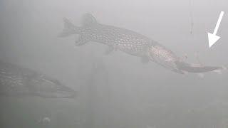 MUSKIE, PIKE & BASS! Ice Fishing with GIANT Sucker Minnow