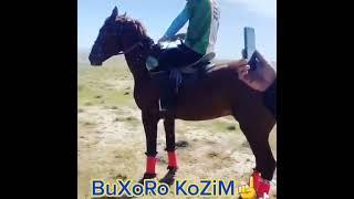 #buxoro kozim polvon  merlinda 