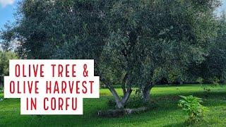 Olive Oil: The Gold of Corfu and Greece!