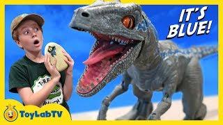 Raptor Blue & Surprise Egg Dinosaurs! Jurassic World Fallen Kingdom Alpha Training Blue Toy Dinosaur