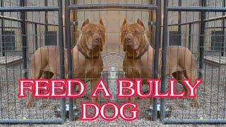 What do you feed a bully dog #bullydog #americanbullyxl