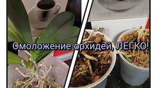 Омоложение очень взрослых орхидей, ЛЕГКО#обзор#омоложение#орхидеи#цветы#цветоводство