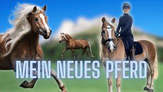 MEIN NEUES PFERD 