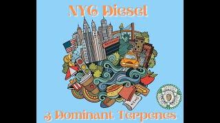 NYC Diesel - Terpene Profile from Soma Sacred Seeds (Medical Cannabis) Smell & Taste