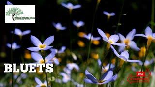 BLUETS - TN NURSERY