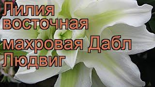 Лилия восточная махровая Дабл Людвиг (lilium)  обзор: как сажать, луковицы лилии Дабл Людвиг