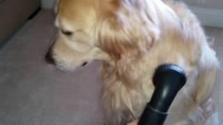 Golden Retriever Loves To Be Vacuumed & Massaged with Vacuum Cleaner Brush