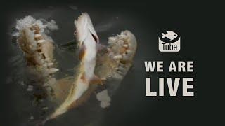 Watch Your Favourite Fishing Shows Online - Fishtube.TV