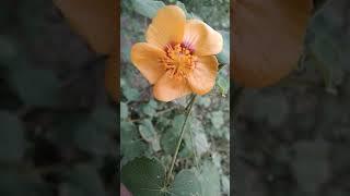 Sida fallax| yellow ilima |Hibiscus Family|Malvaceae |Pacific Islands | What is Sida fallax?#shorts