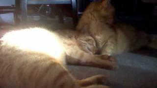 Goldie and Stix