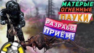 ВЫПАЛ ВЕПРЬ В ГАЙДЕ -  МАТЁРЫЕ ОГНЕННЫЕ ПАУКИ ПОБЕРЕЖЬЯ - WILL TO LIVE ONLINE!