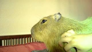 Petting JoeJoe the Capybara