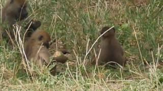 babuns eat fruits of baobab 4