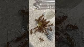 Rare Hawaiian Carpenter Ants (Camponotus variegatus) feasting on honey