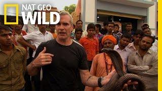 Snake Charmers | Animal Underworld