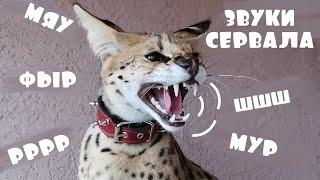 КАК МЯУКАЕТ СЕРВАЛ | Часть 2