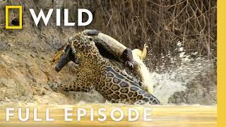 Jaguar vs. Caiman | SPECIAL | Nat Geo Animals