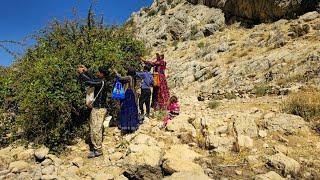 Exploring the nomadic lifestyle of Iran : Harvesting mountainns barberry - Documentary film️