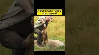 А вы знали такое про сурка? // Охотник и рыболов