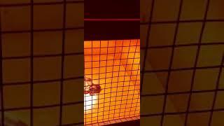 20-й день инкубации. Начало вывода.