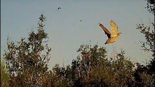 Best of shots on Quail 410 Caliber,12 grm Gemini chokes-Chasse a la caille- صيد فري السمان-shotkam