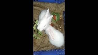 Beautiful rabbits eating coriander