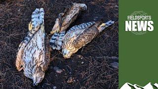 Dead goshawk mystery – Fieldsports News, 18 January 2023