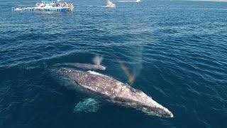 Gray Whale Sightings Skyrocket off SoCal | Capt. Dave's Dana Point Whale Watching