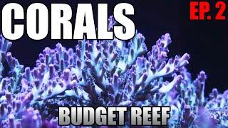 CORALS - What Are They? SPS, LPS, Soft Corals - Budget Reef Tank