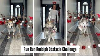 Huskies Attempt a Fun Obstacle Challenge