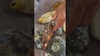 Gutting a FRESH Sea Cucumber I Just Caught! 