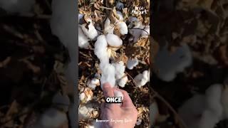 How They Process Cotton