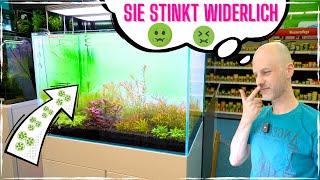 Die Hafenbeckenalge im Aquarium | ekelhaft, aber gut behandelbar